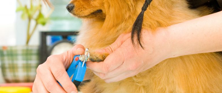 Groom your pets with right products