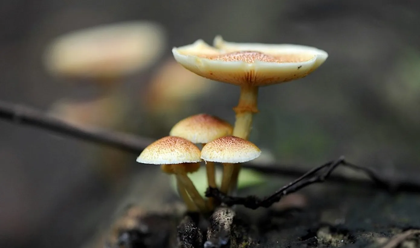 mushroom bar canada